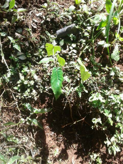 tree